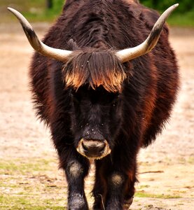 Horns animal portrait animal