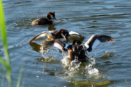 Water courtship fights nature
