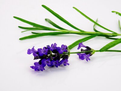 Nature violet flowers photo