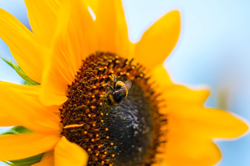 Bloom close up macro