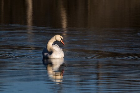 Water bird swans nature photo