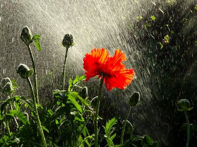 Backlighting flower red