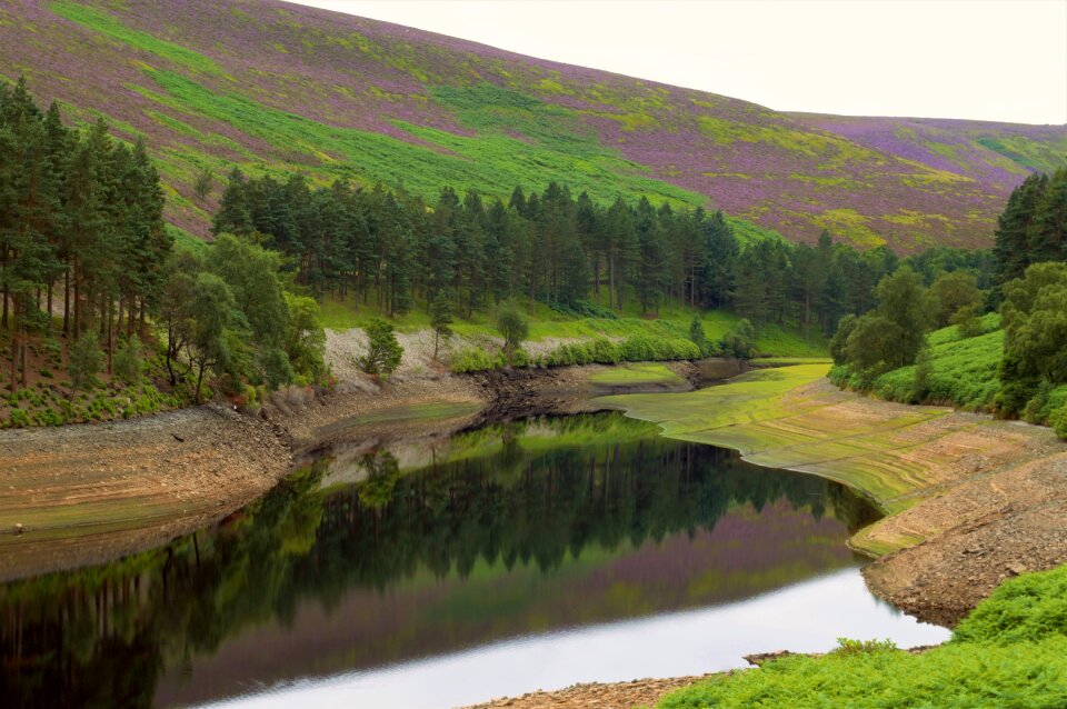 Trees calm water