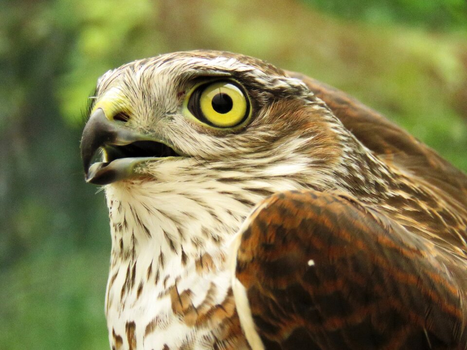 Plumage raptor bill