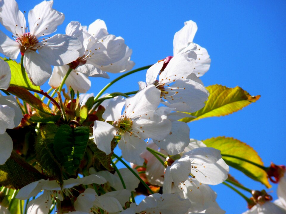 Blossom cherry white