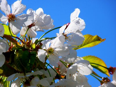 Blossom cherry white photo