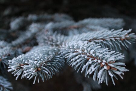 Spruce iglak tree photo