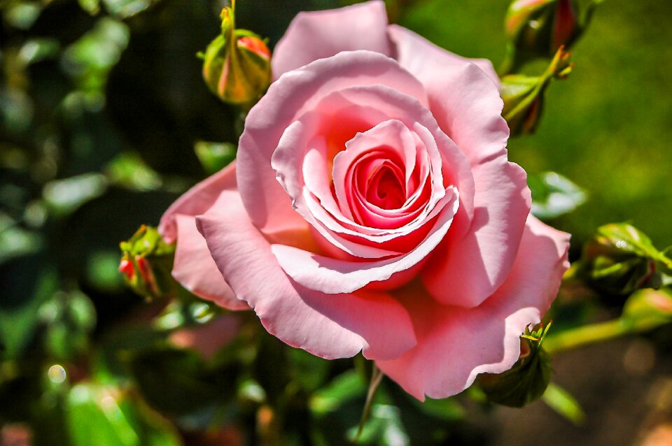 Rose bloom flowers blossom