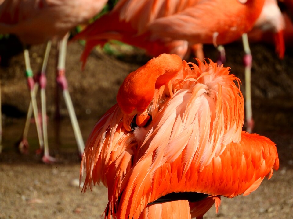 Fluffy clean feather