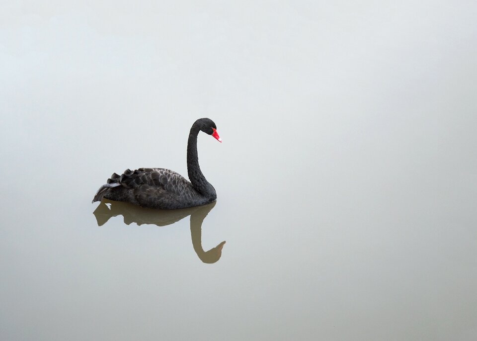 Bird red beak grace