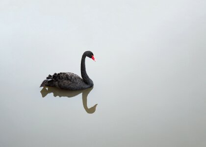 Bird red beak grace photo