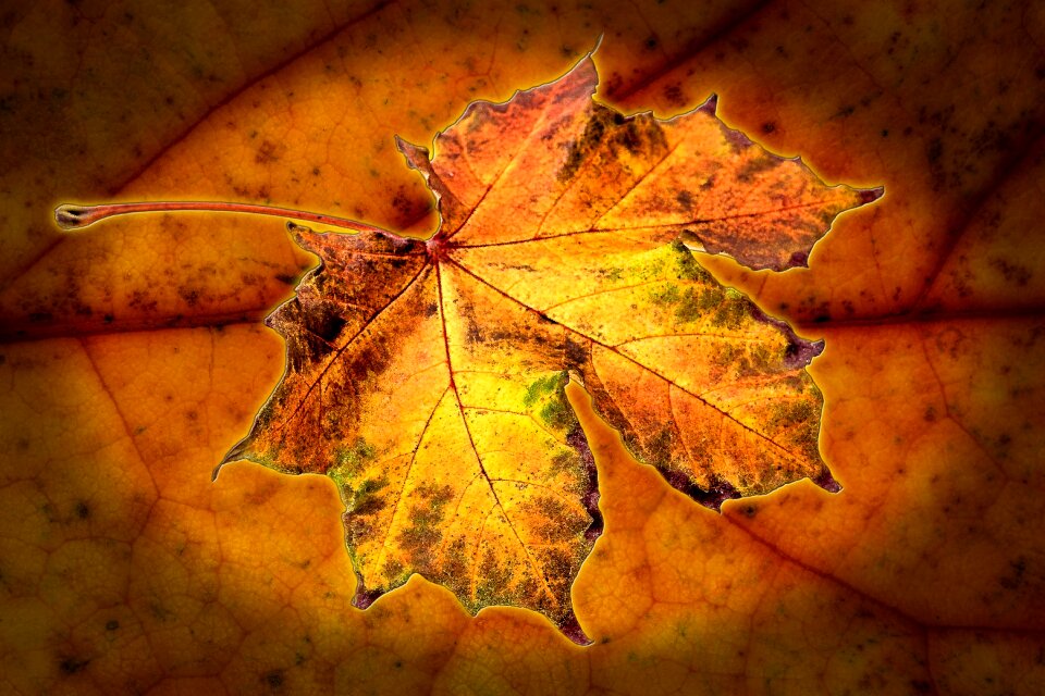 Golden autumn nature leaves