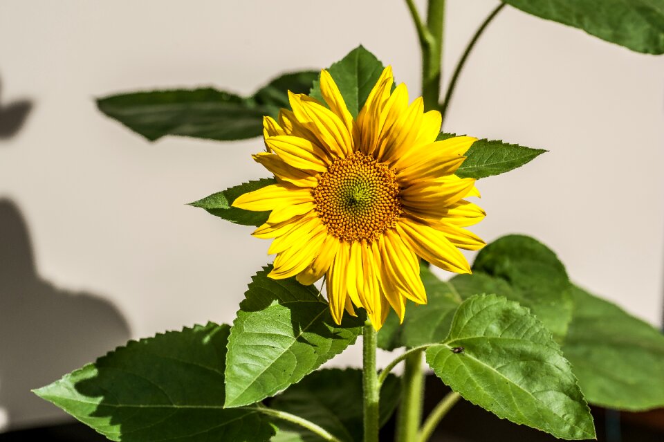 Flower nature summer