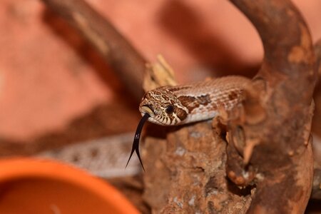 Reptile scale terrarium photo