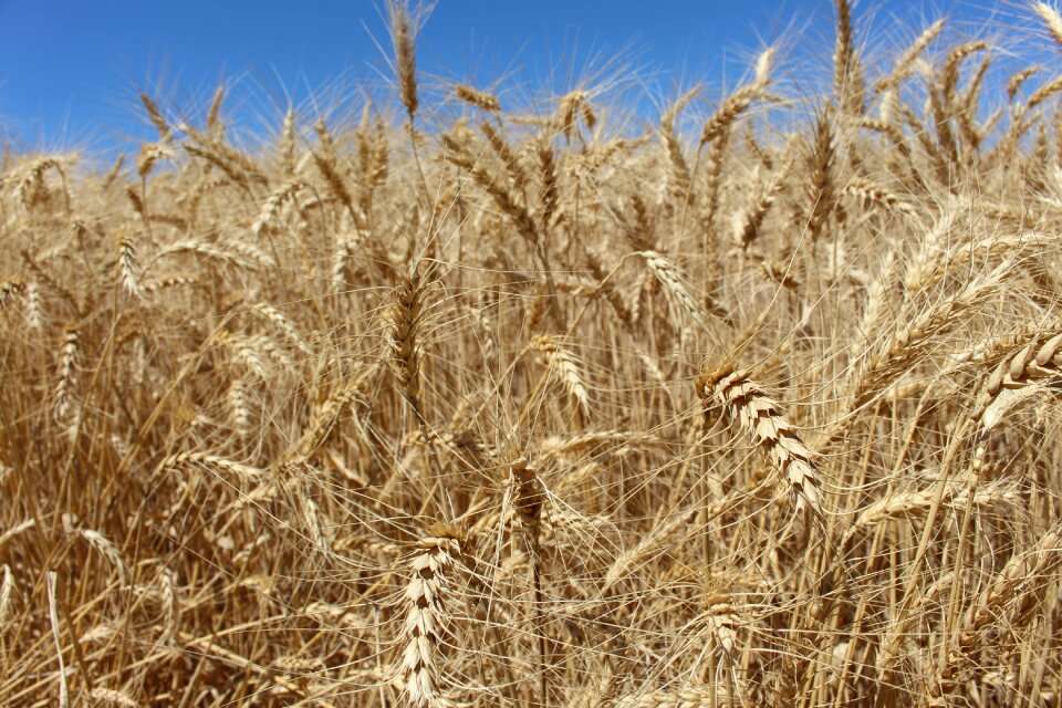 Agriculture nature farm