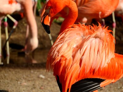 Phoenicopterus ruber ruber red flamingo fluffy feathers photo