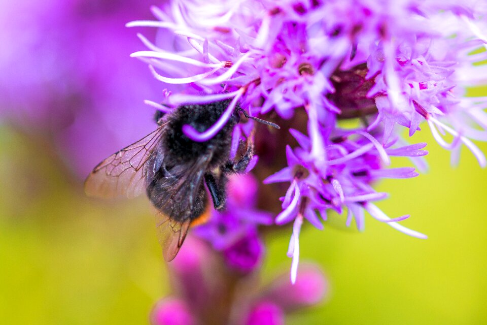 Insect shrub flower