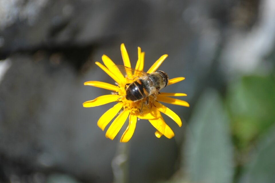 Plant insect yellow