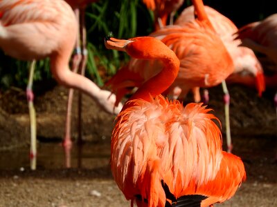 Phoenicopterus ruber ruber red flamingo fluffy feathers photo