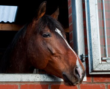 Window to watch animal