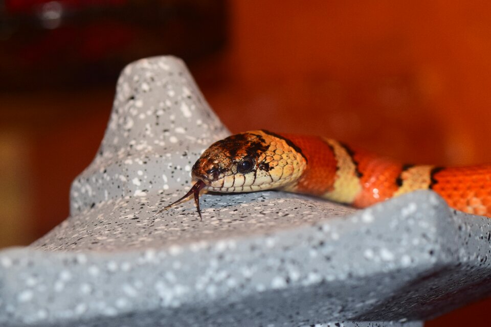 Reptile terraristik yellow