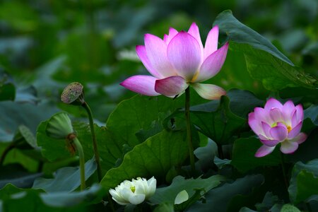 Eli lilly and company plant lotus