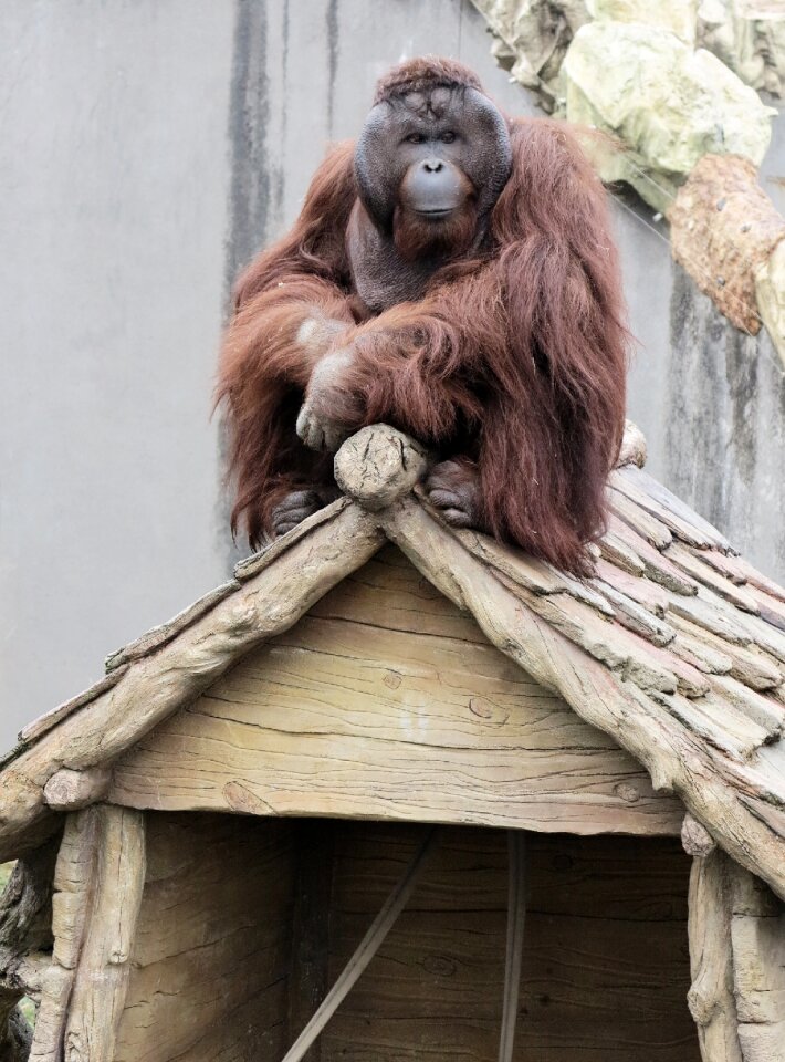 Monkey zoo on the roof