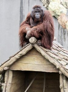 Monkey zoo on the roof