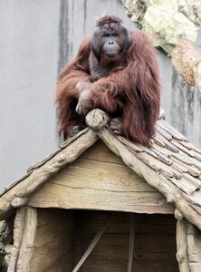 Monkey zoo on the roof photo