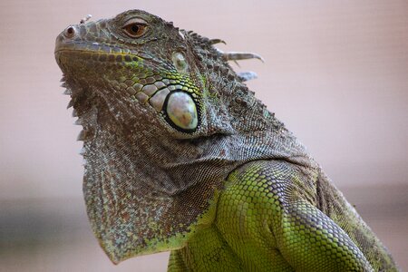 Iguana animal terrarium