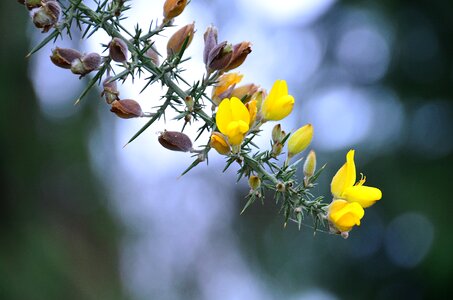 Spring flora plants