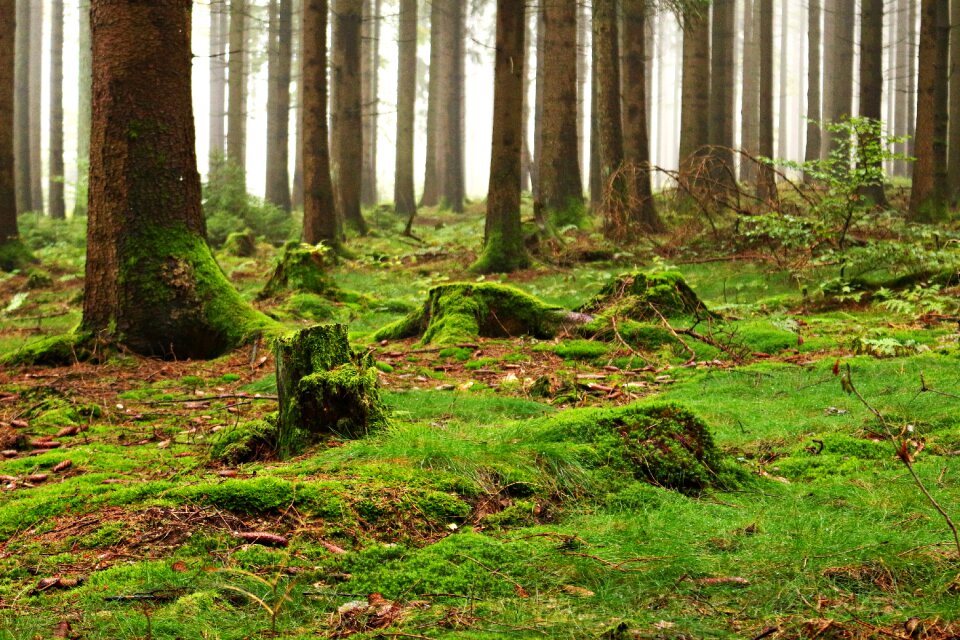 Nature trees dead wood