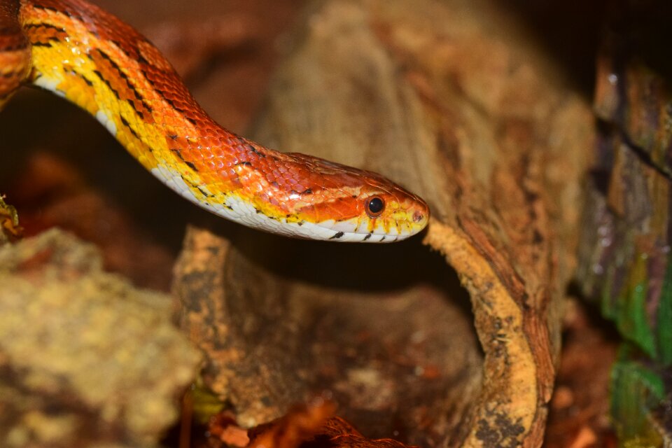 Orange constrictor curious