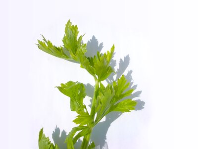 Green celery food