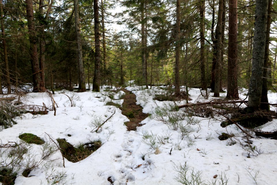 Trail on Hoher Ochsenkopf 2020-03-15 57