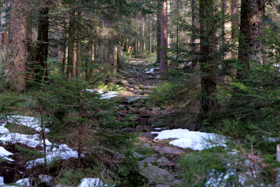 Trail on Hoher Ochsenkopf 2020-03-15 14