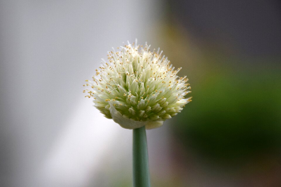 Explosion surprised flowering