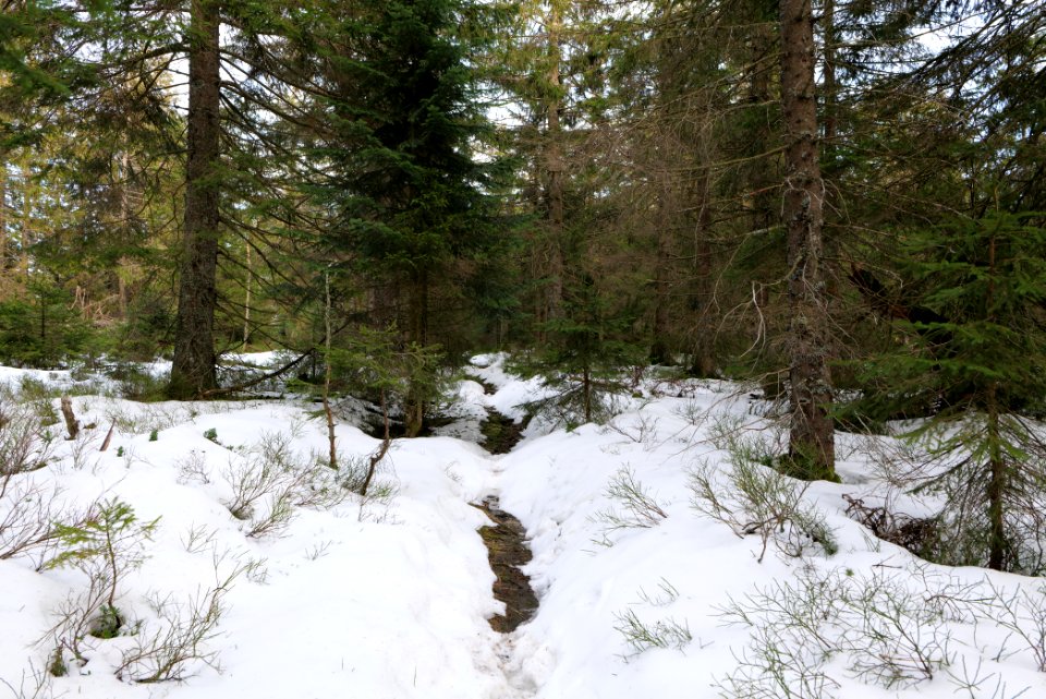 Trail on Hoher Ochsenkopf 2020-03-15 51
