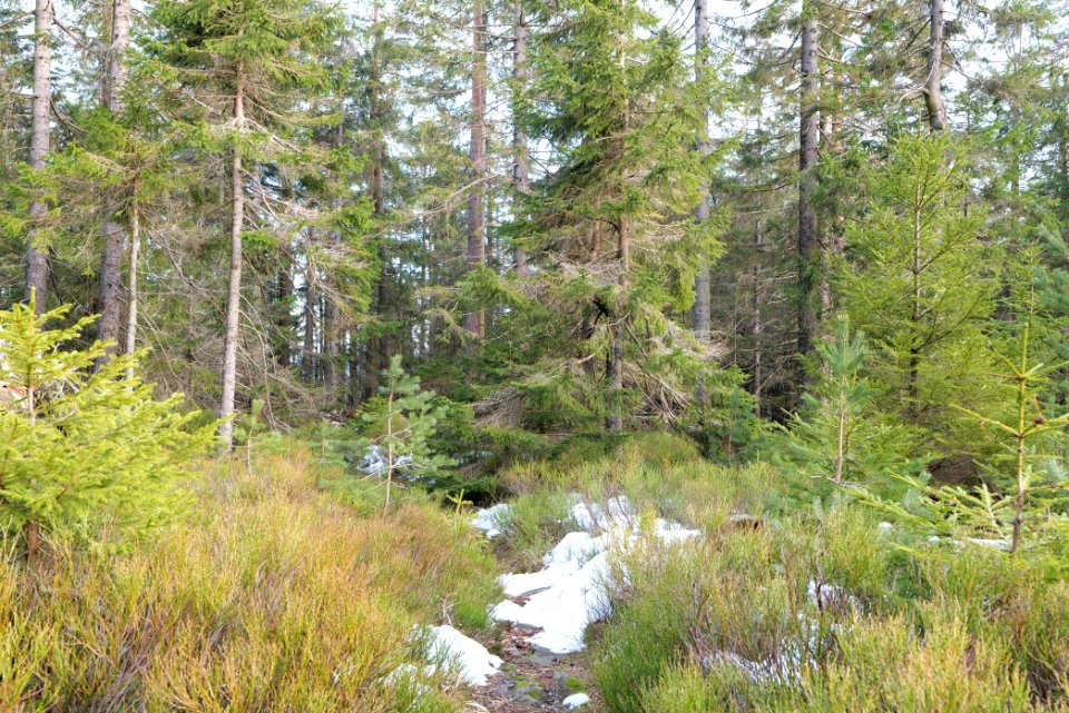 Trail on Hoher Ochsenkopf 2020-03-15 64