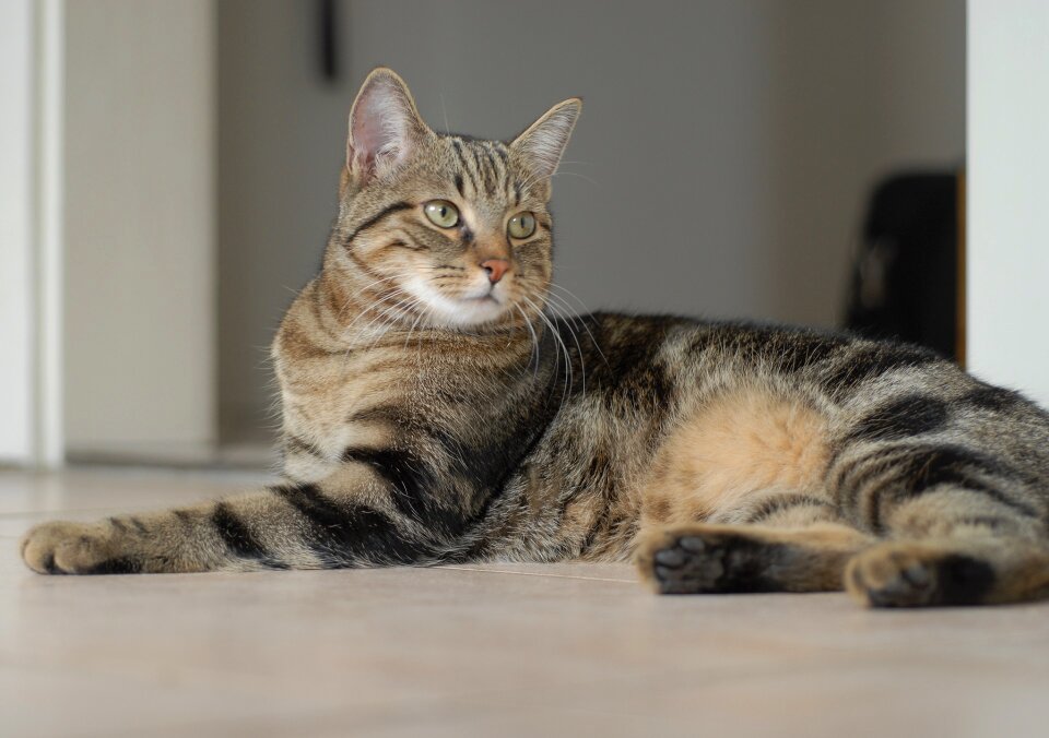 Kitty cute reclining