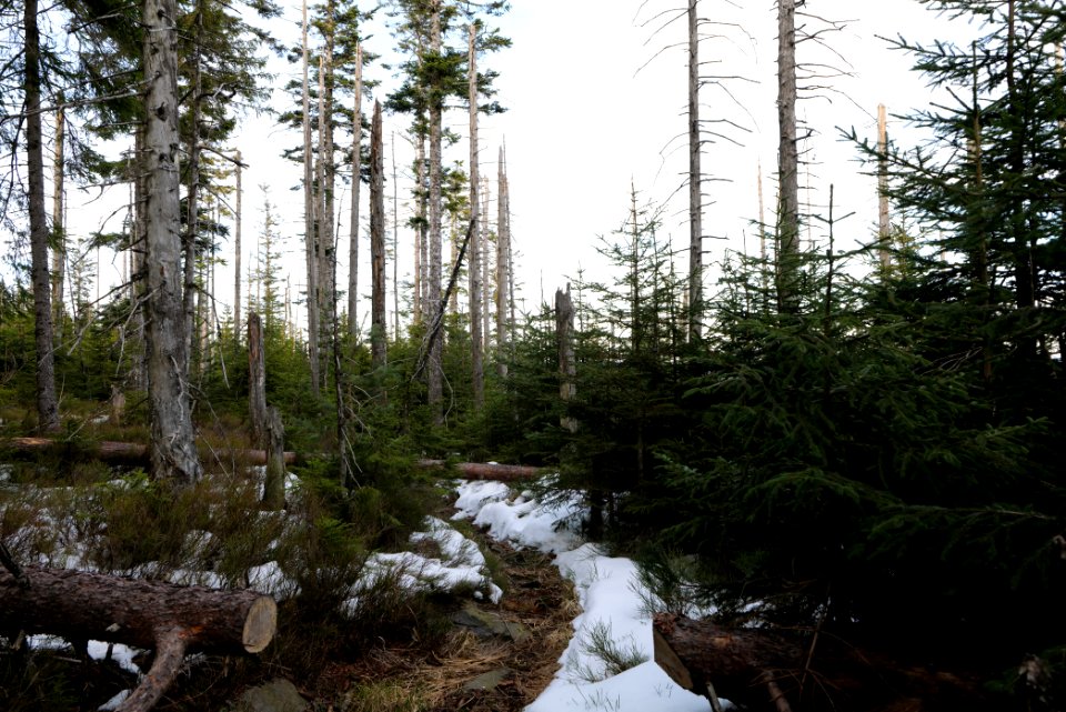 Trail on Hoher Ochsenkopf 2020-03-15 66