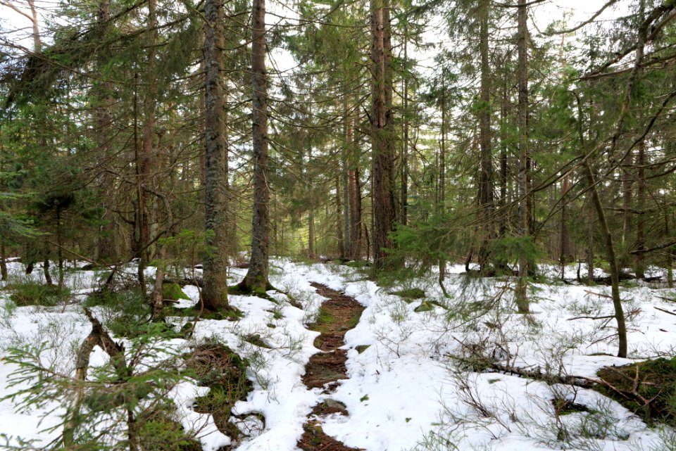 Trail on Hoher Ochsenkopf 2020-03-15 56