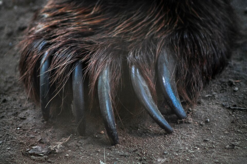 Claws sharp dangerous