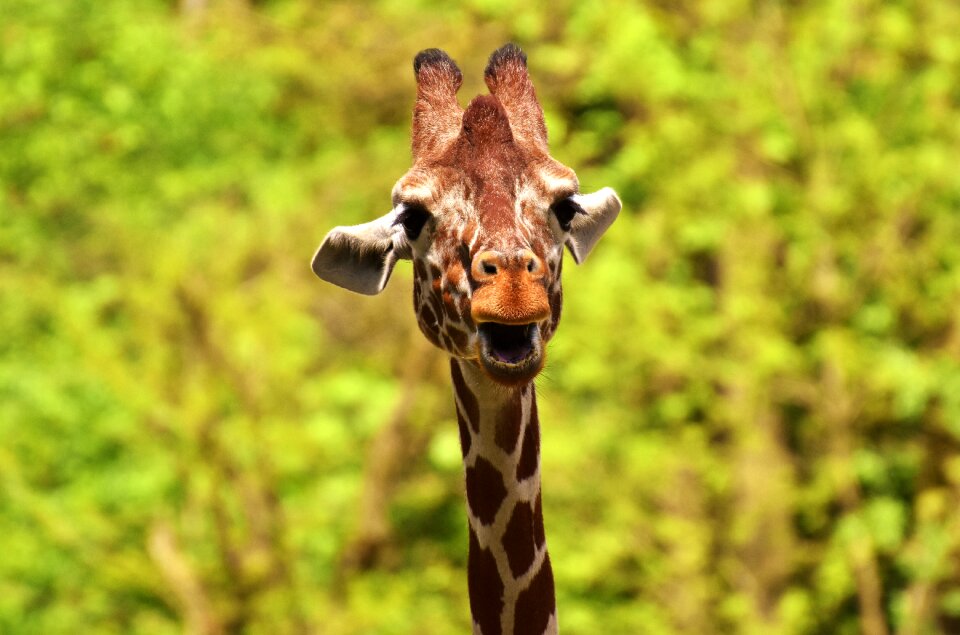 Long jibe animals africa