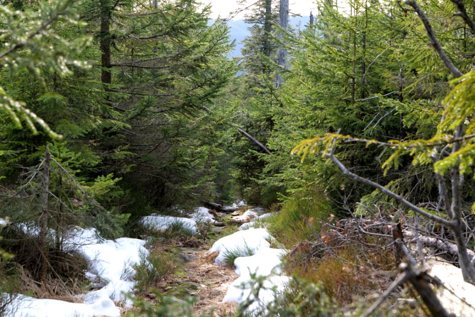 Trail on Hoher Ochsenkopf 2020-03-15 35
