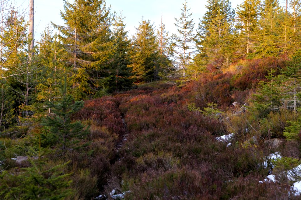 Trail on Hoher Ochsenkopf 2020-03-15 146
