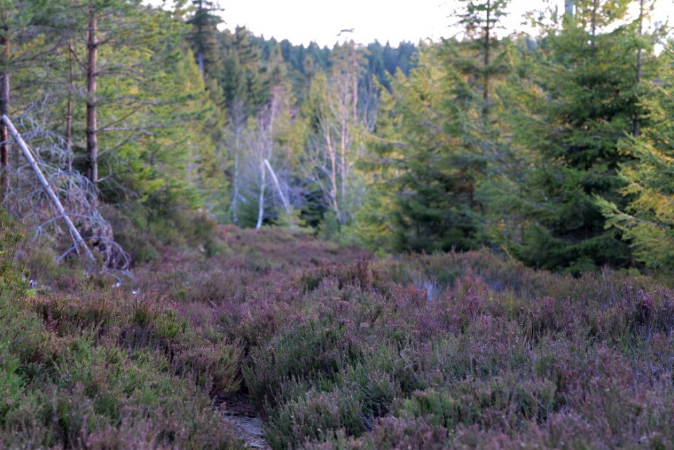 Trail on Hoher Ochsenkopf 2020-03-15 144