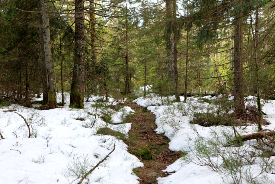 Trail on Hoher Ochsenkopf 2020-03-15 58