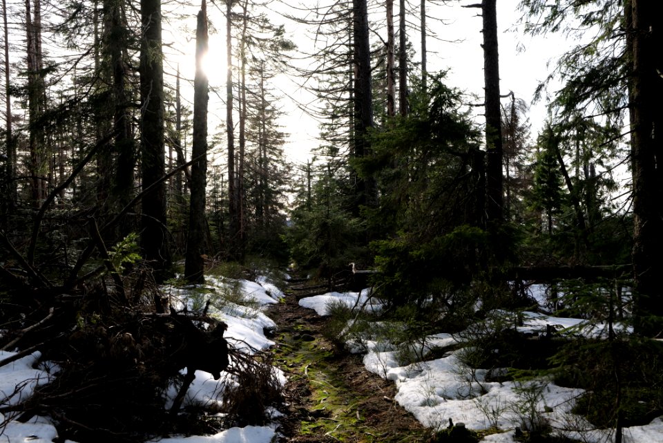 Trail on Hoher Ochsenkopf 2020-03-15 42