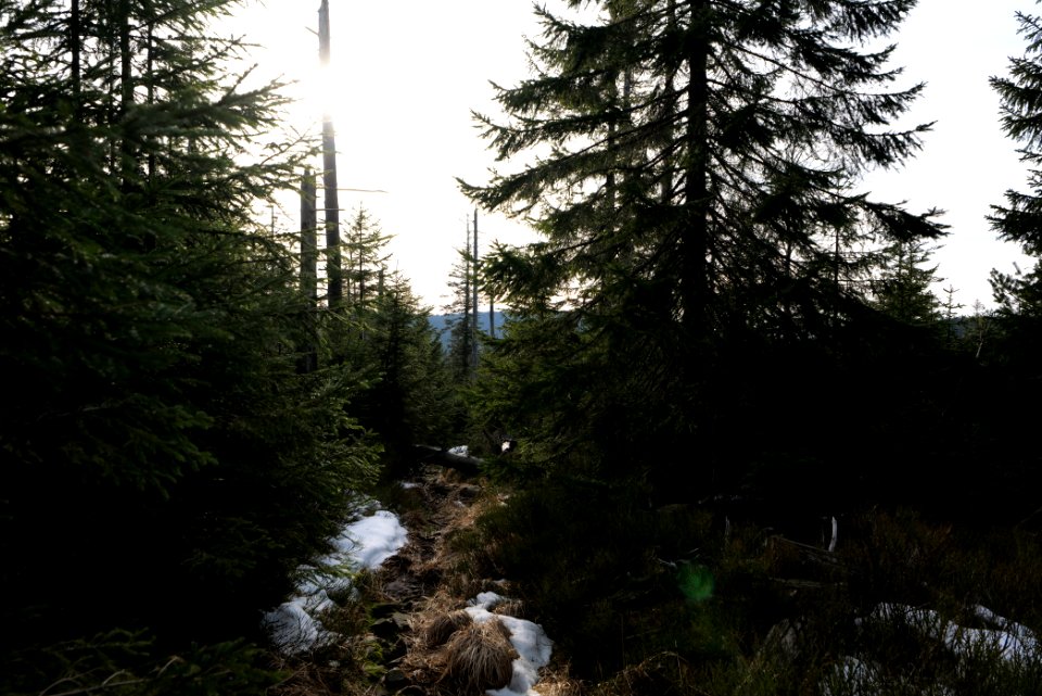 Trail on Hoher Ochsenkopf 2020-03-15 37
